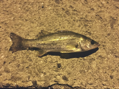 セイゴ（マルスズキ）の釣果