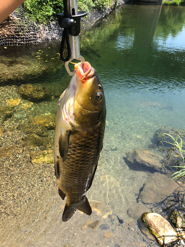 コイの釣果