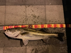 シーバスの釣果