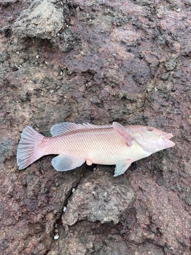 コブダイの釣果