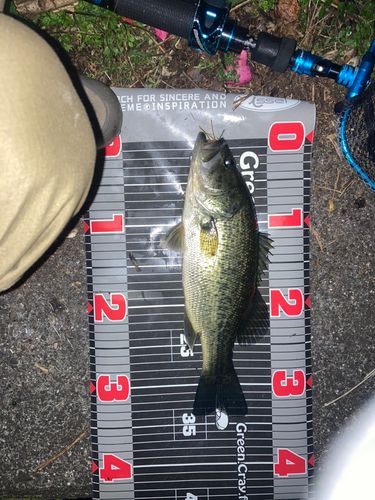 ブラックバスの釣果