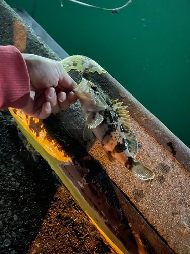 タケノコメバルの釣果