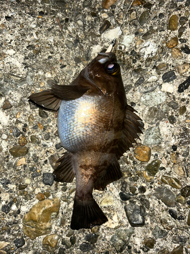 メバルの釣果