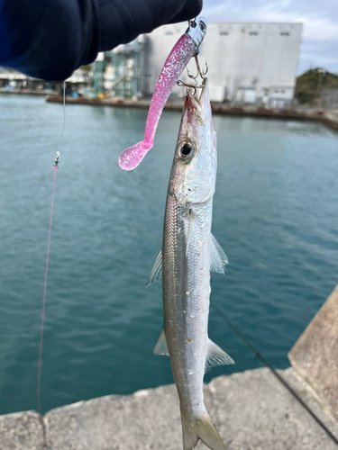 アカカマスの釣果