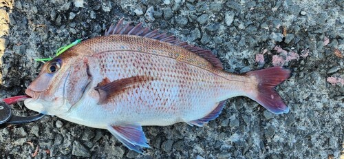 マダイの釣果