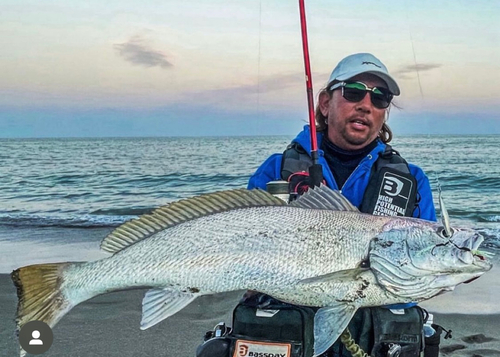 オオニベの釣果