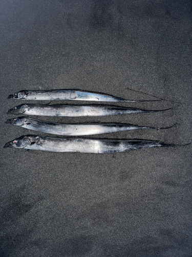 タチウオの釣果