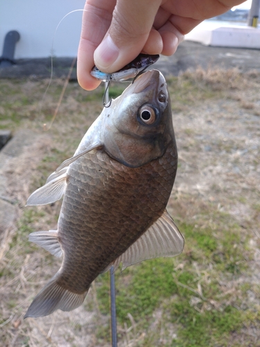 フナの釣果