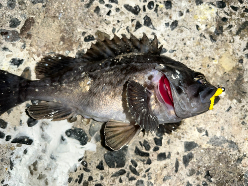 ソイの釣果