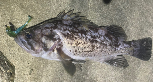 クロソイの釣果