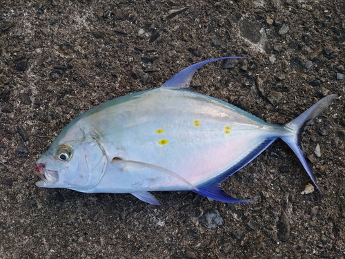 ナンヨウカイワリの釣果