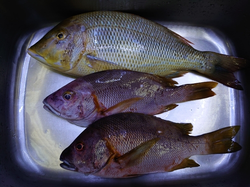 シブダイの釣果