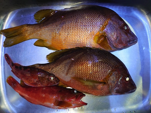 シブダイの釣果