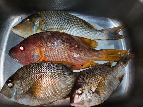 メイチダイの釣果