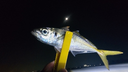 マアジの釣果