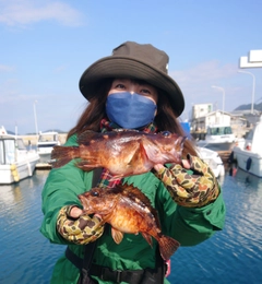 アラカブの釣果