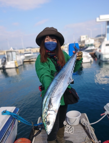 サワラの釣果