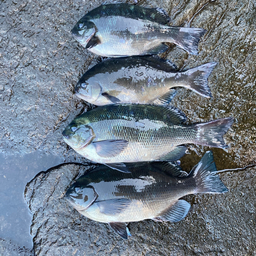 ひつじでんしゃの釣果