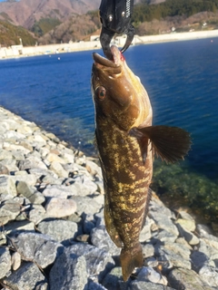 アイナメの釣果