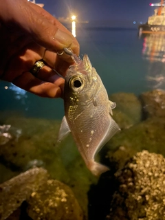 ネンブツダイの釣果