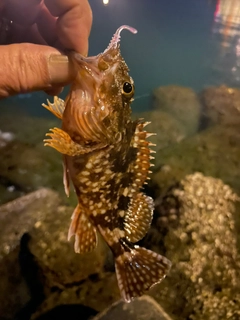 カサゴの釣果