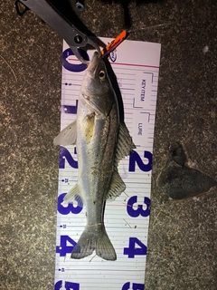 セイゴ(タイリクスズキ)の釣果
