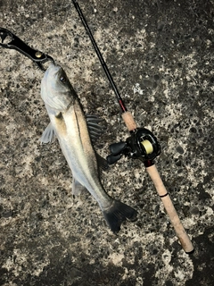 スズキの釣果