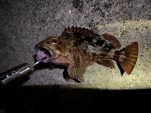 カサゴの釣果