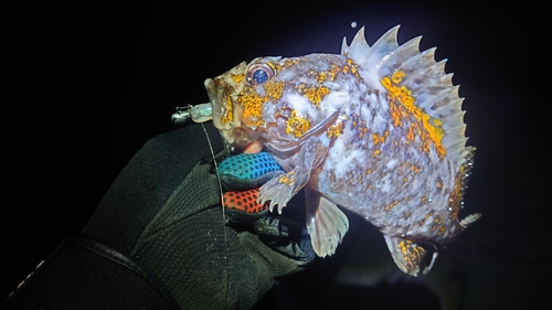 オウゴンムラソイの釣果