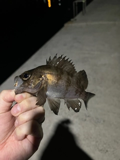 メバルの釣果