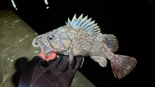 クロソイの釣果