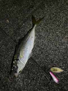 マアジの釣果
