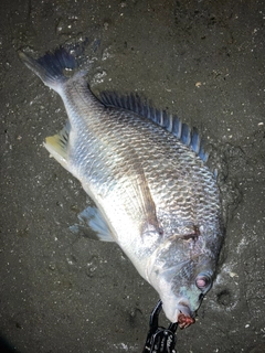 キビレの釣果