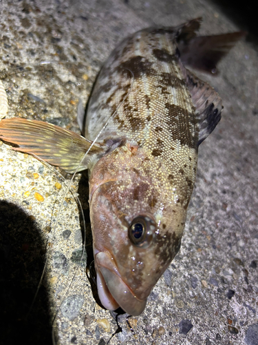 アイナメの釣果