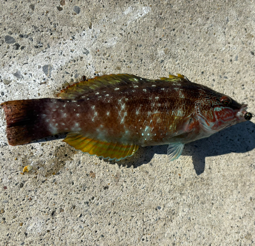 ホシササノハベラの釣果