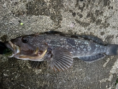 アイナメの釣果