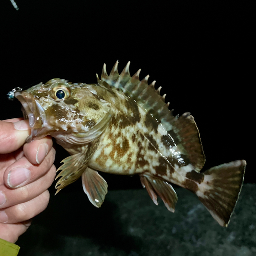 カサゴの釣果