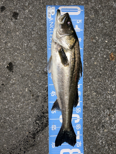 シーバスの釣果