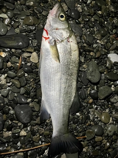 ヒラスズキの釣果