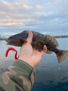 アイナメの釣果