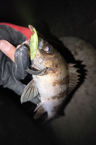 シロメバルの釣果