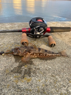 アサヒアナハゼの釣果