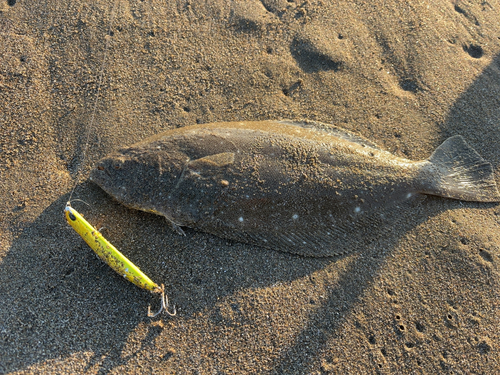 ヒラメの釣果