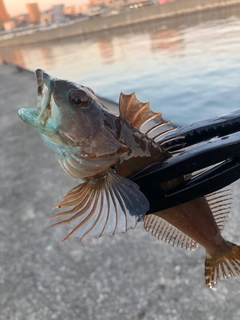 アナハゼの釣果