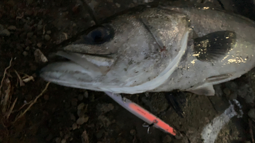 スズキの釣果