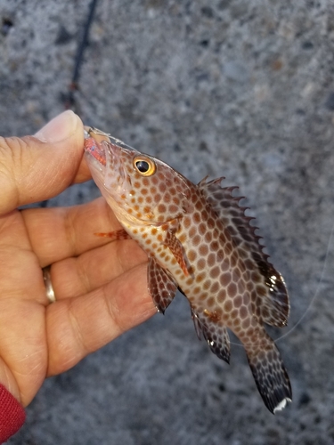 オオモンハタの釣果