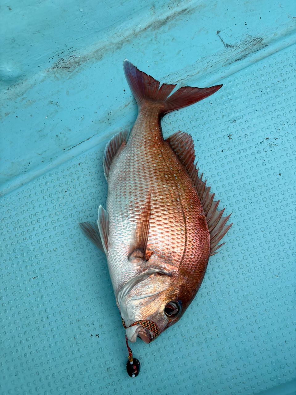 ドS東京湾鯛ラバ備忘録さんの釣果 2枚目の画像