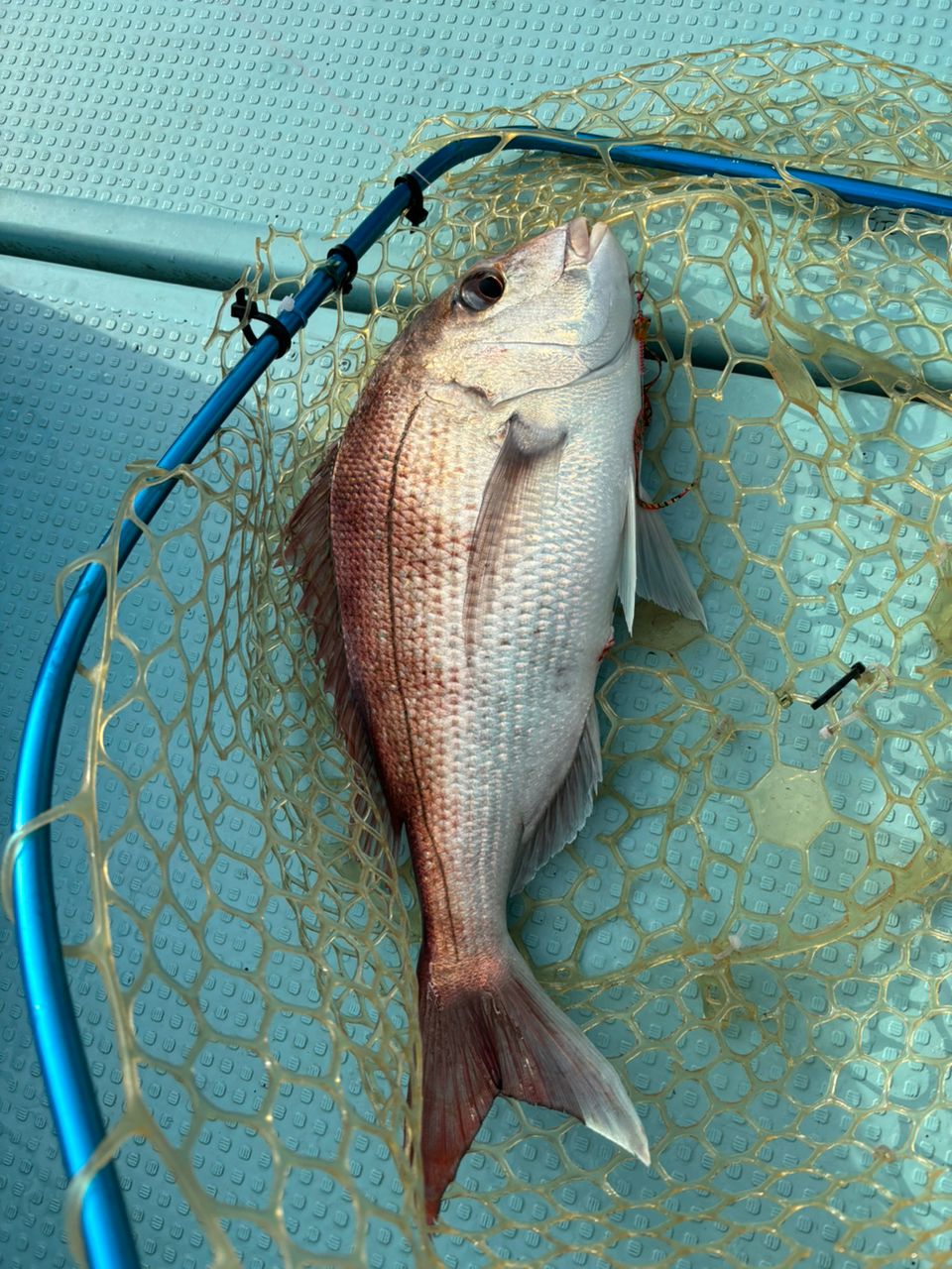 ドS東京湾鯛ラバ備忘録さんの釣果 3枚目の画像