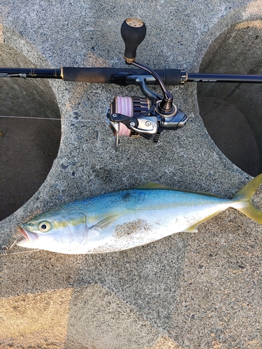 ワカシの釣果