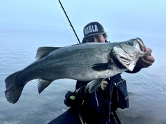 ヒラスズキの釣果